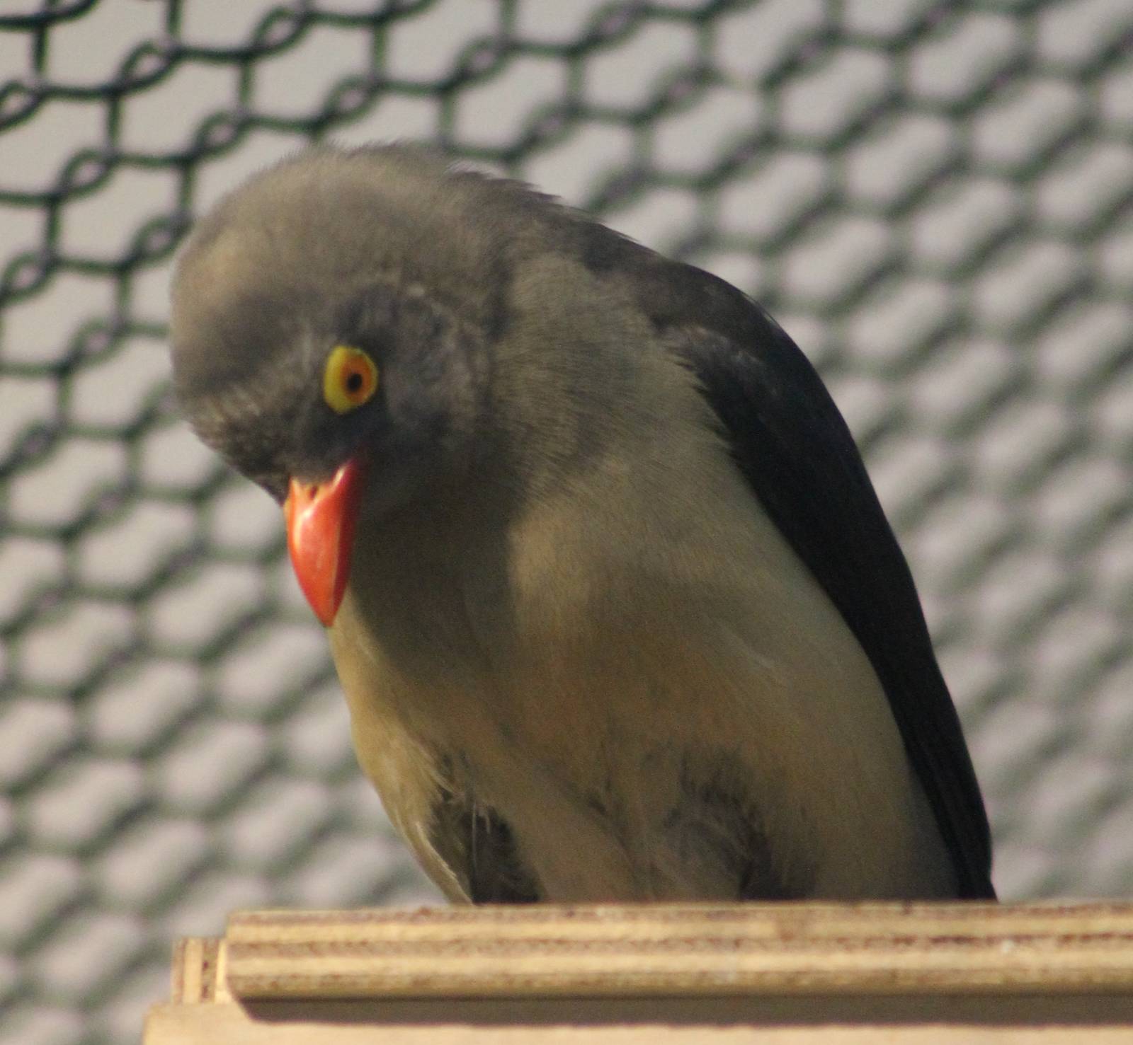 Red-billed oxpecker