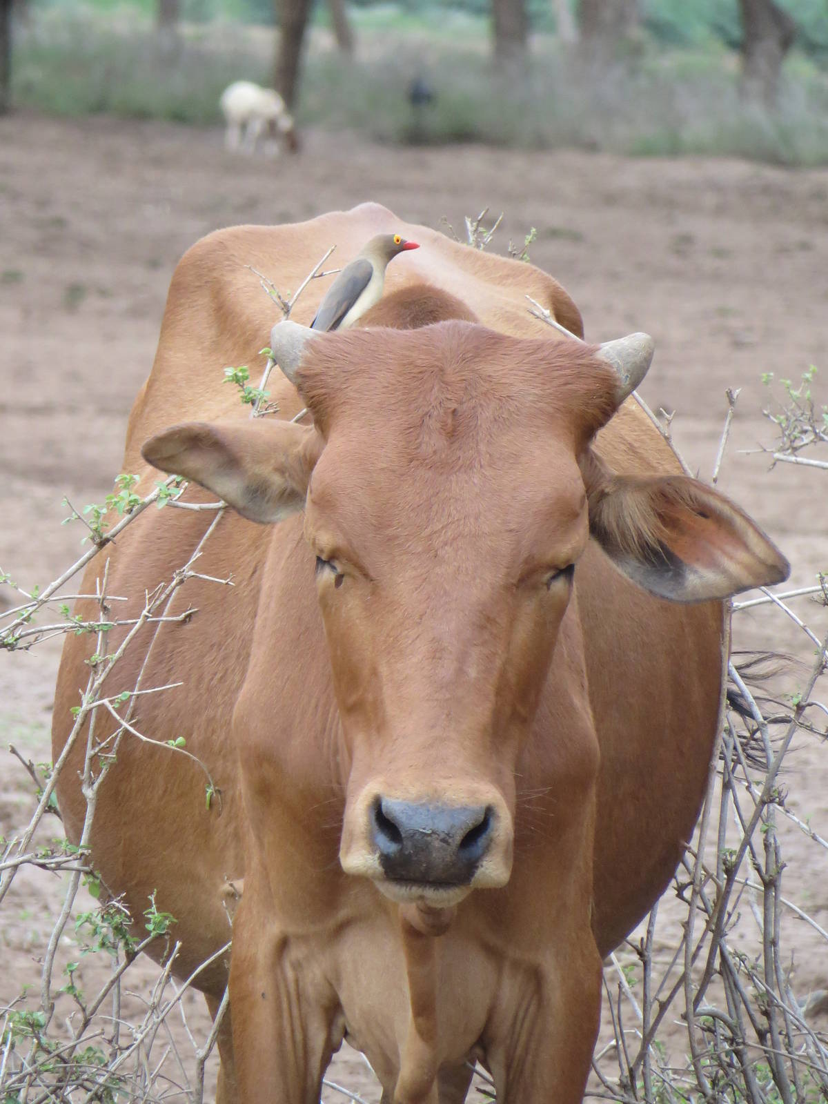 Red-billed oxpecker
