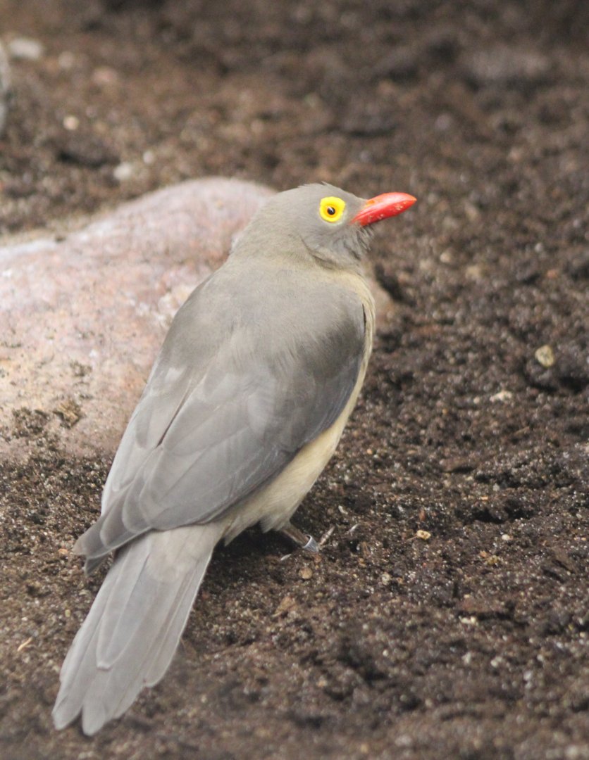 Red-billed oxpecker