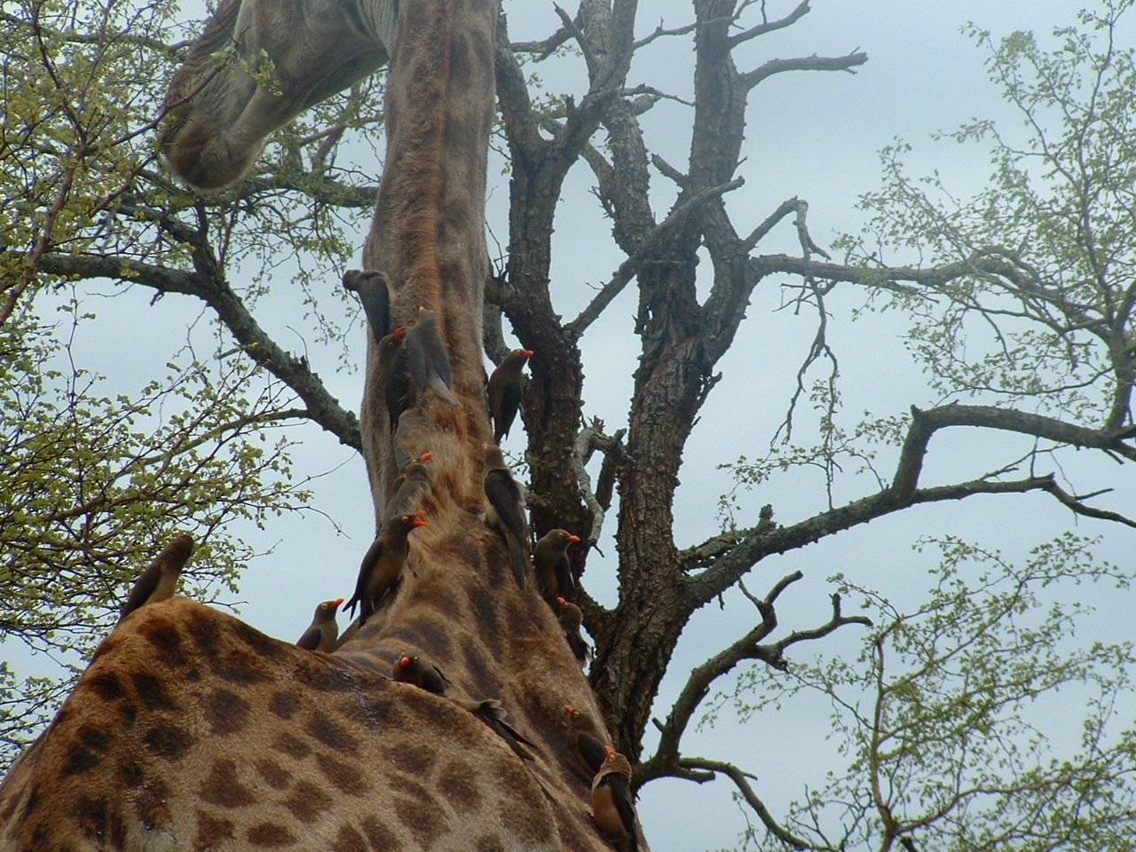 Red-billed Oxpecker