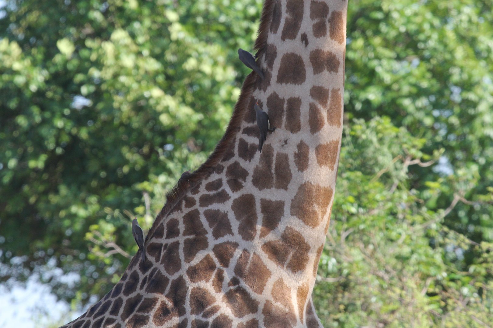 Red-billed Oxpeckers (Buphagus erythrorynchus) & Thornicroft's giraffe (Giraffa camelopardalis thornicrofti)