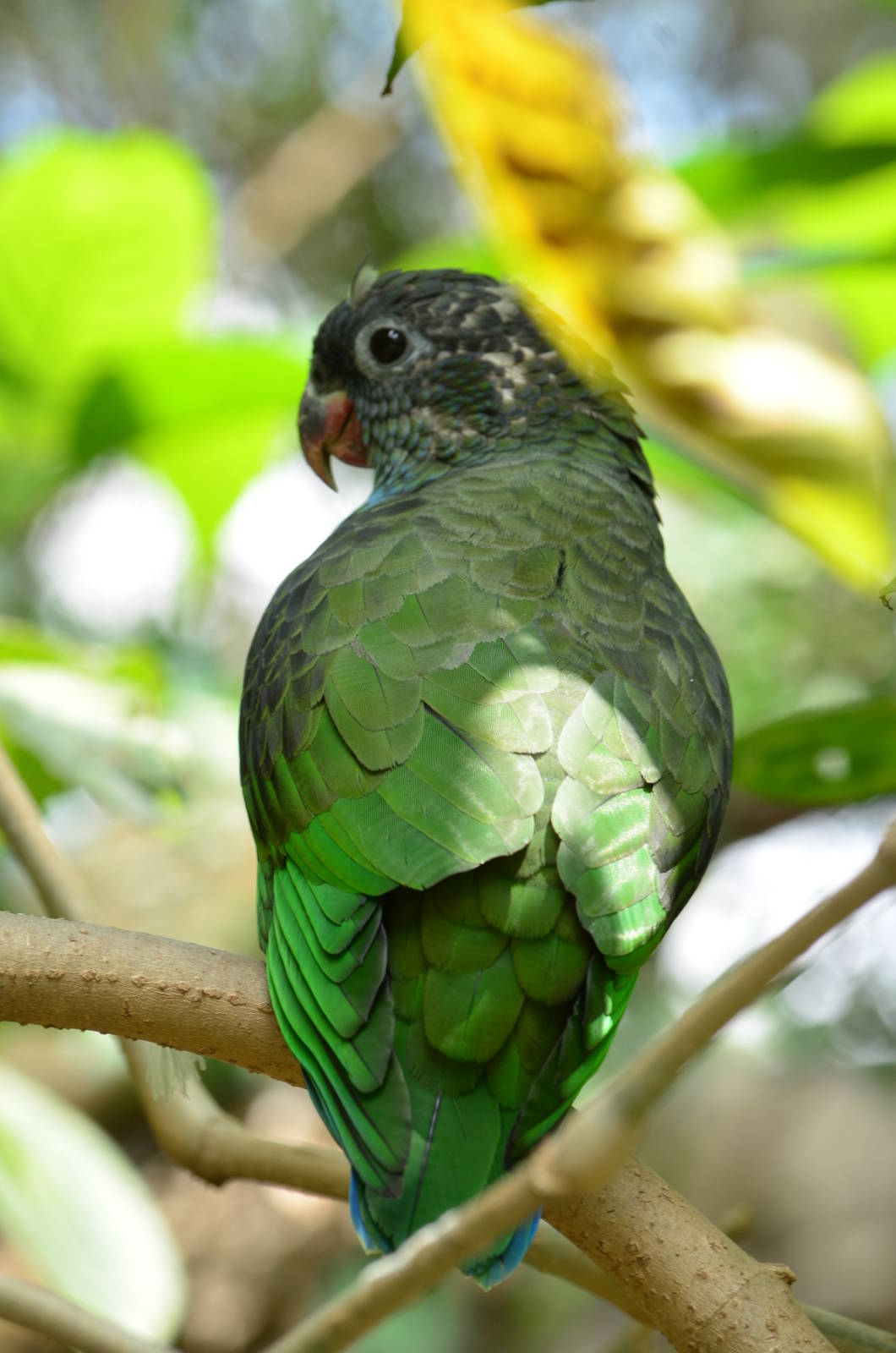 Red billed parrot (Pionus sordidus)