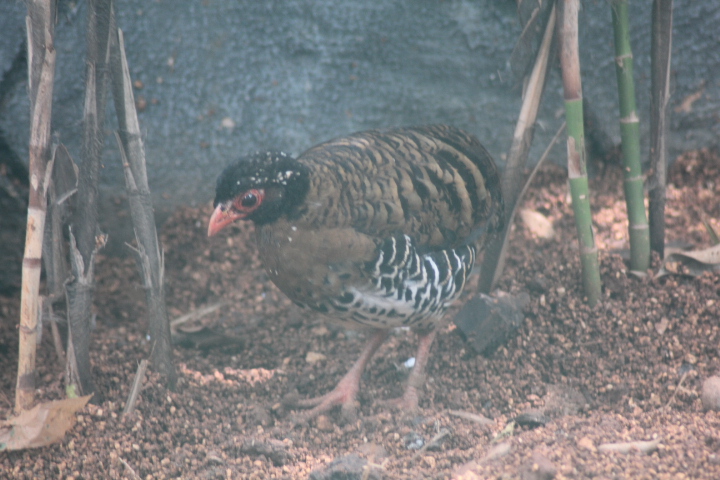 Red-billed partridge (Arborophila rubrirostris)
