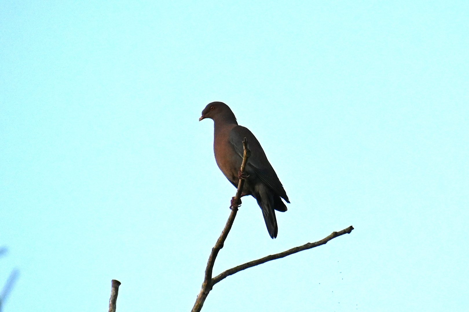 Red-billed pigeon (Patagioenas flavirostris)