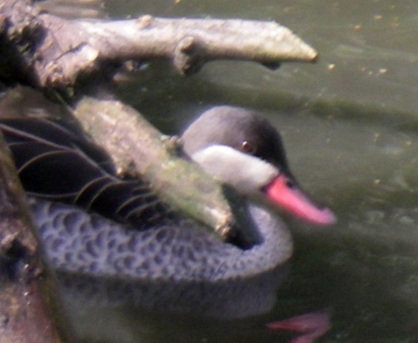 Red-billed Pintail (Anas erythrorhyncha)
