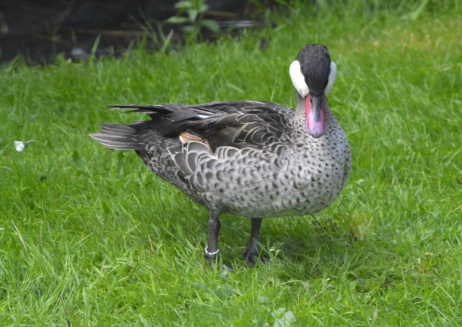 Red billed pintail