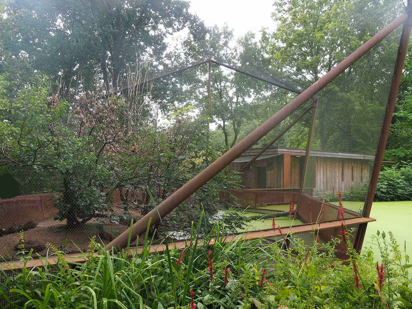 Red-billed quealea, Black-headed weaver and Eurasian hoopoe aviary, 2022-08-20