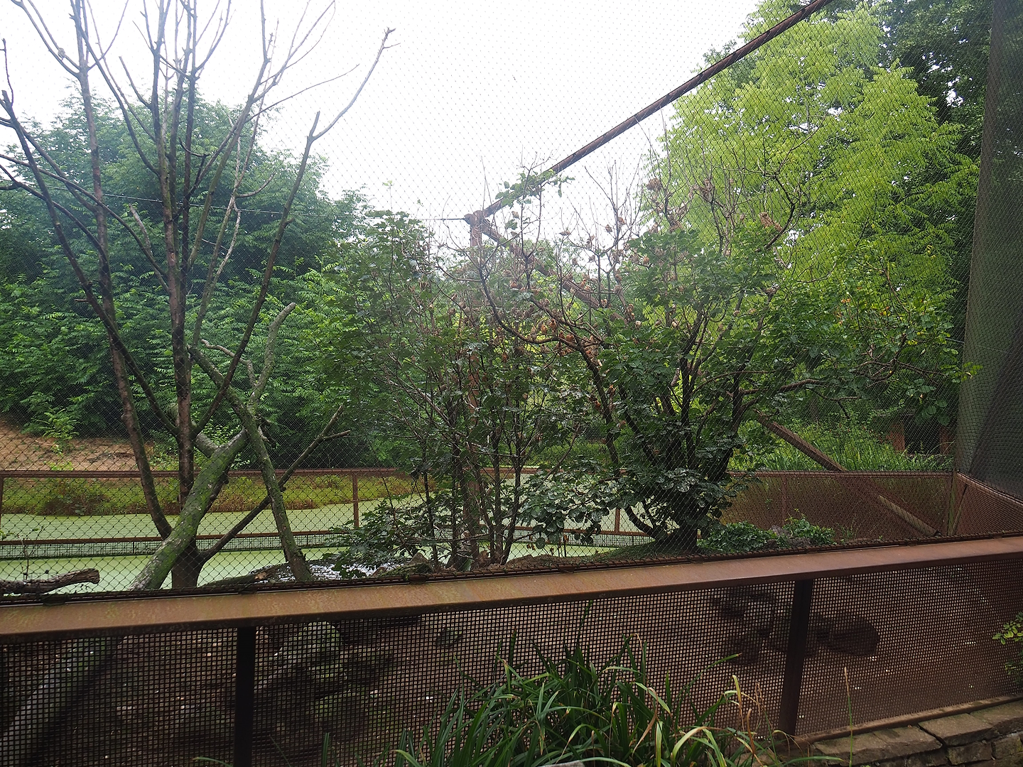 Red-billed quealea, Black-headed weaver and Eurasian hoopoe aviary, 2022-08-20