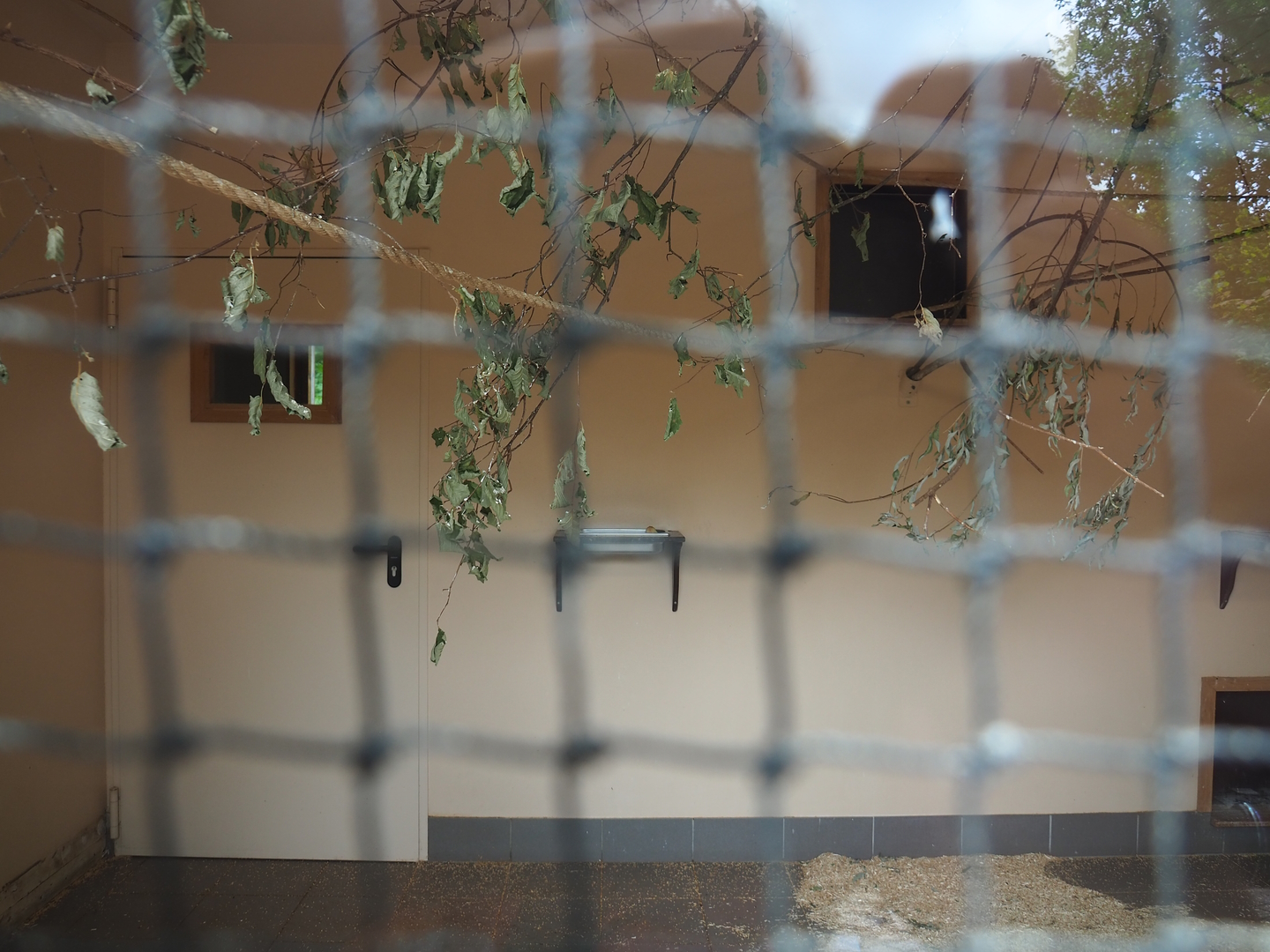 Red-billed quealea, Black-headed weaver and Eurasian hoopoe indoor housing, 2022-08-20