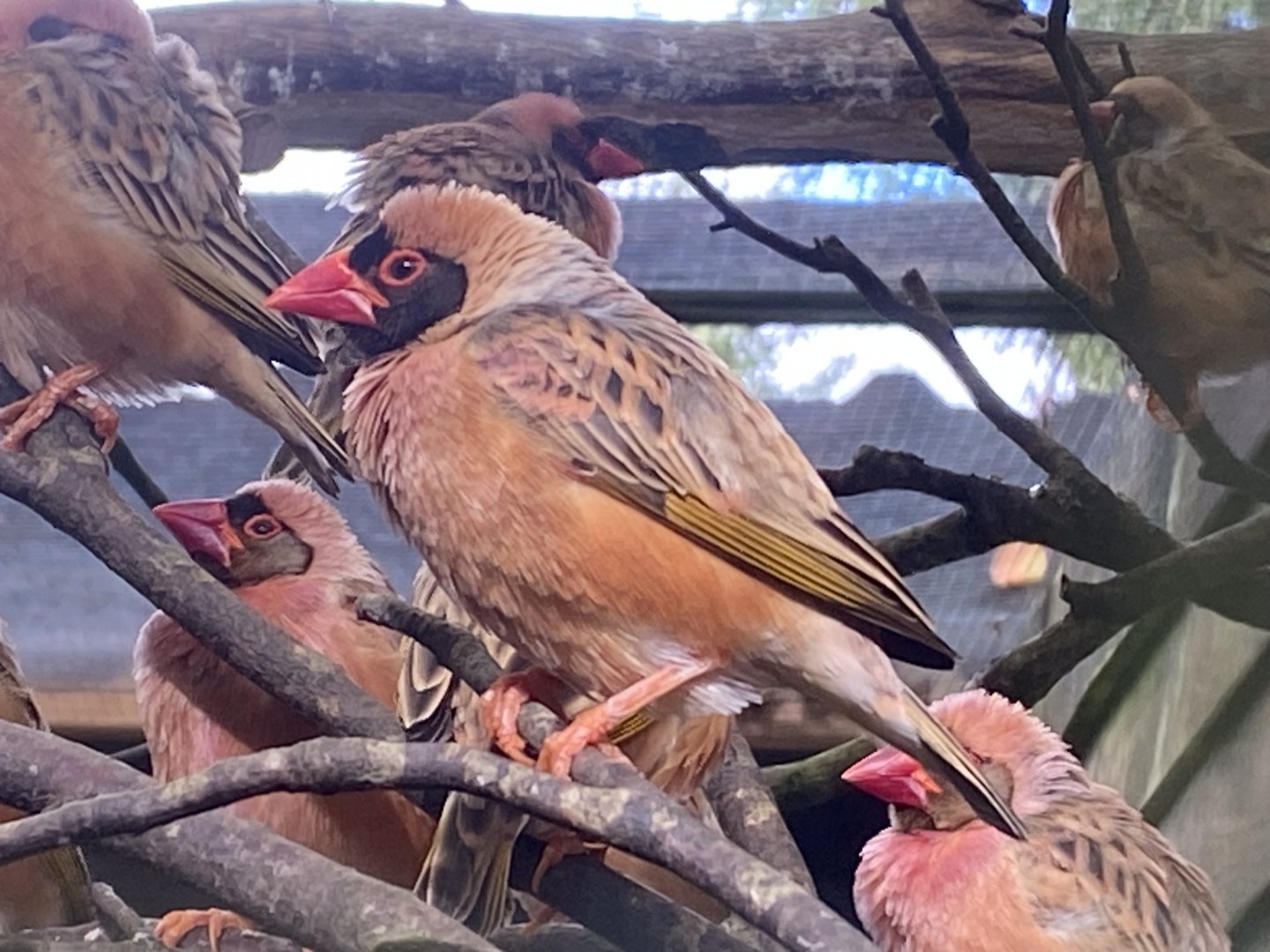 Red-billed quelea 141023