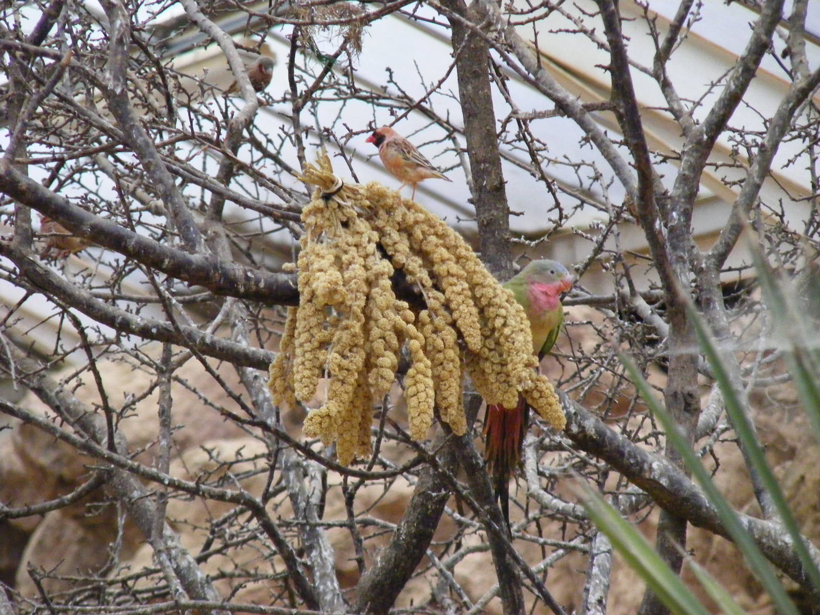 Red-billed quelea and Princess of Wales parakeet at Paignton Zoo, 31 Decemb