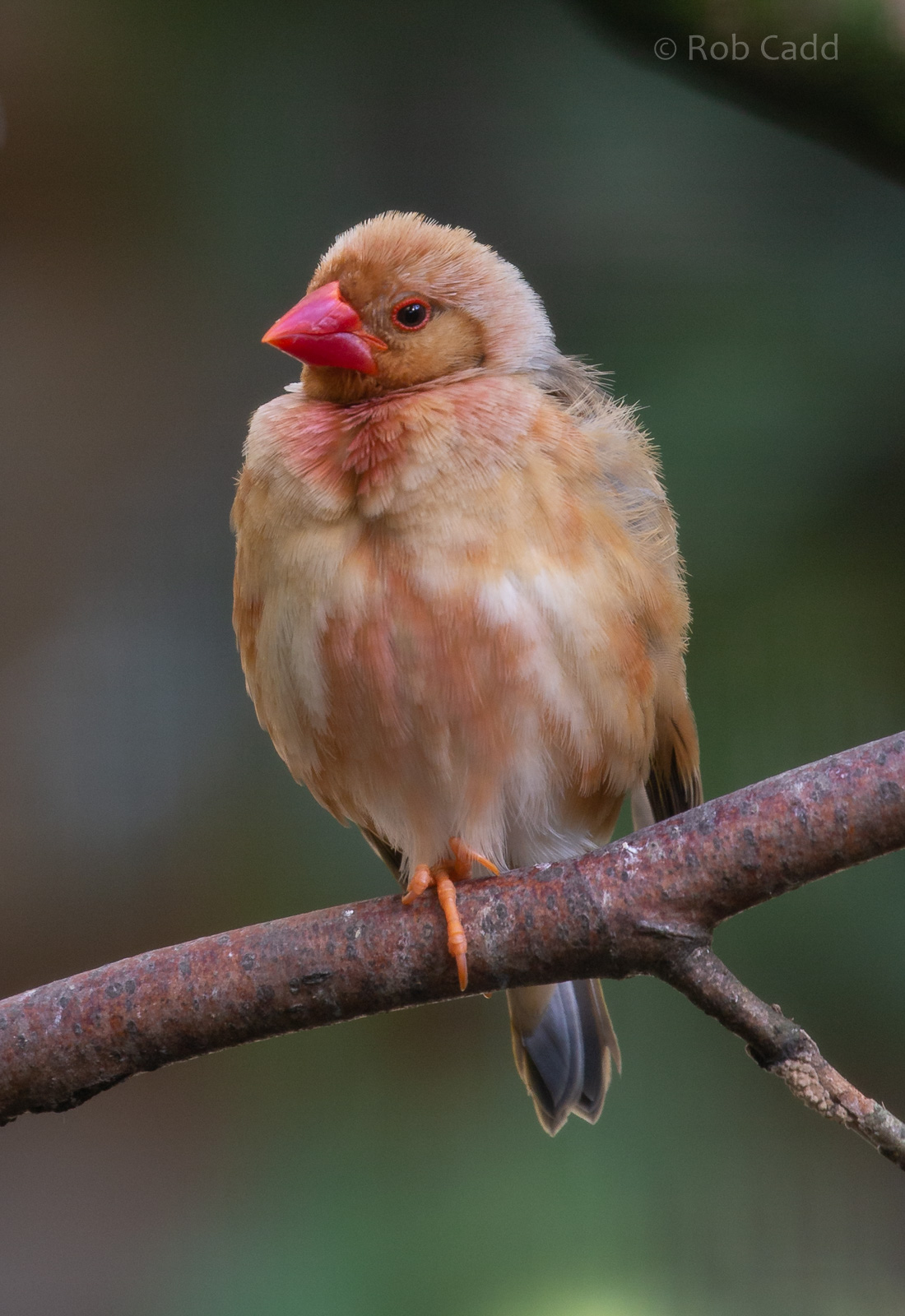 Red-billed quelea : Exmoor Zoo : 16 Sep 2020