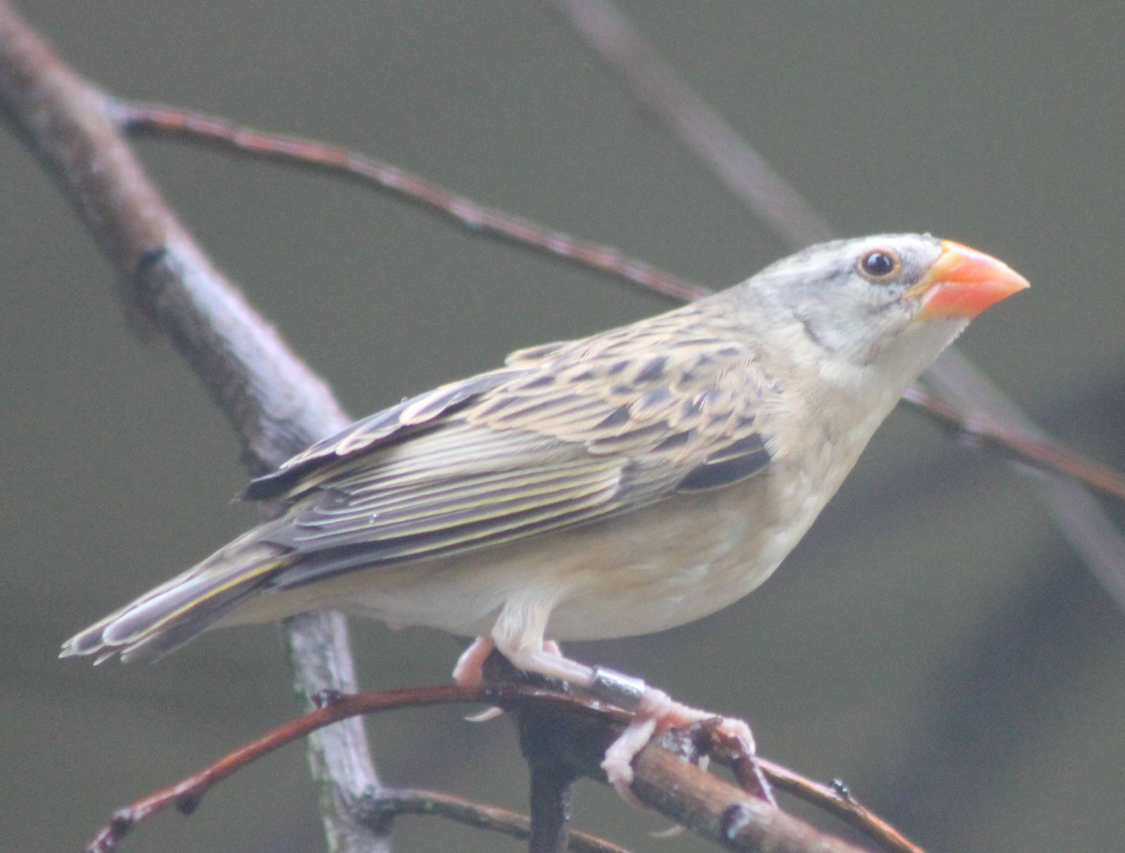 Red-billed quelea female