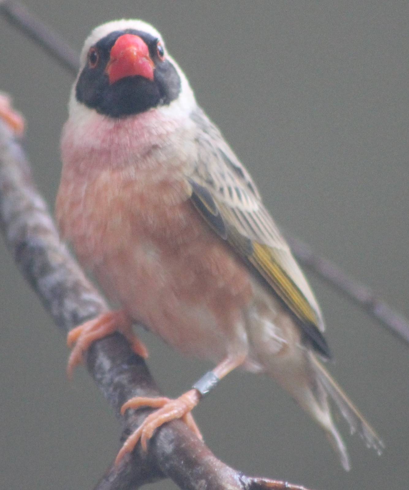 Red-billed quelea male