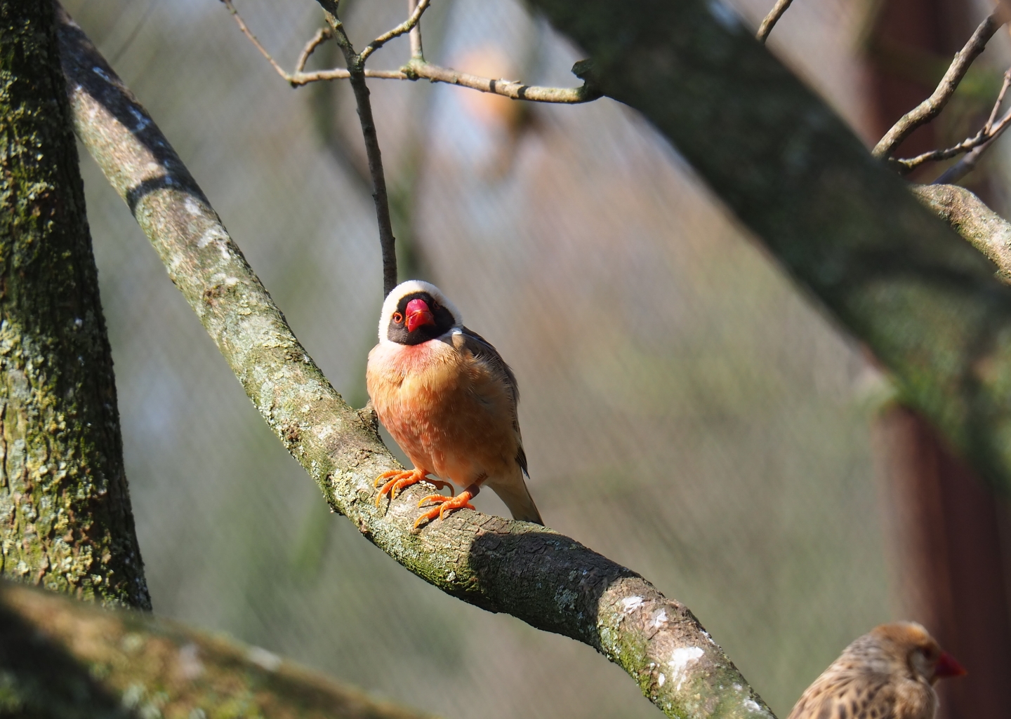 Red-billed quelea (Quelea quelea), 2019-03-30