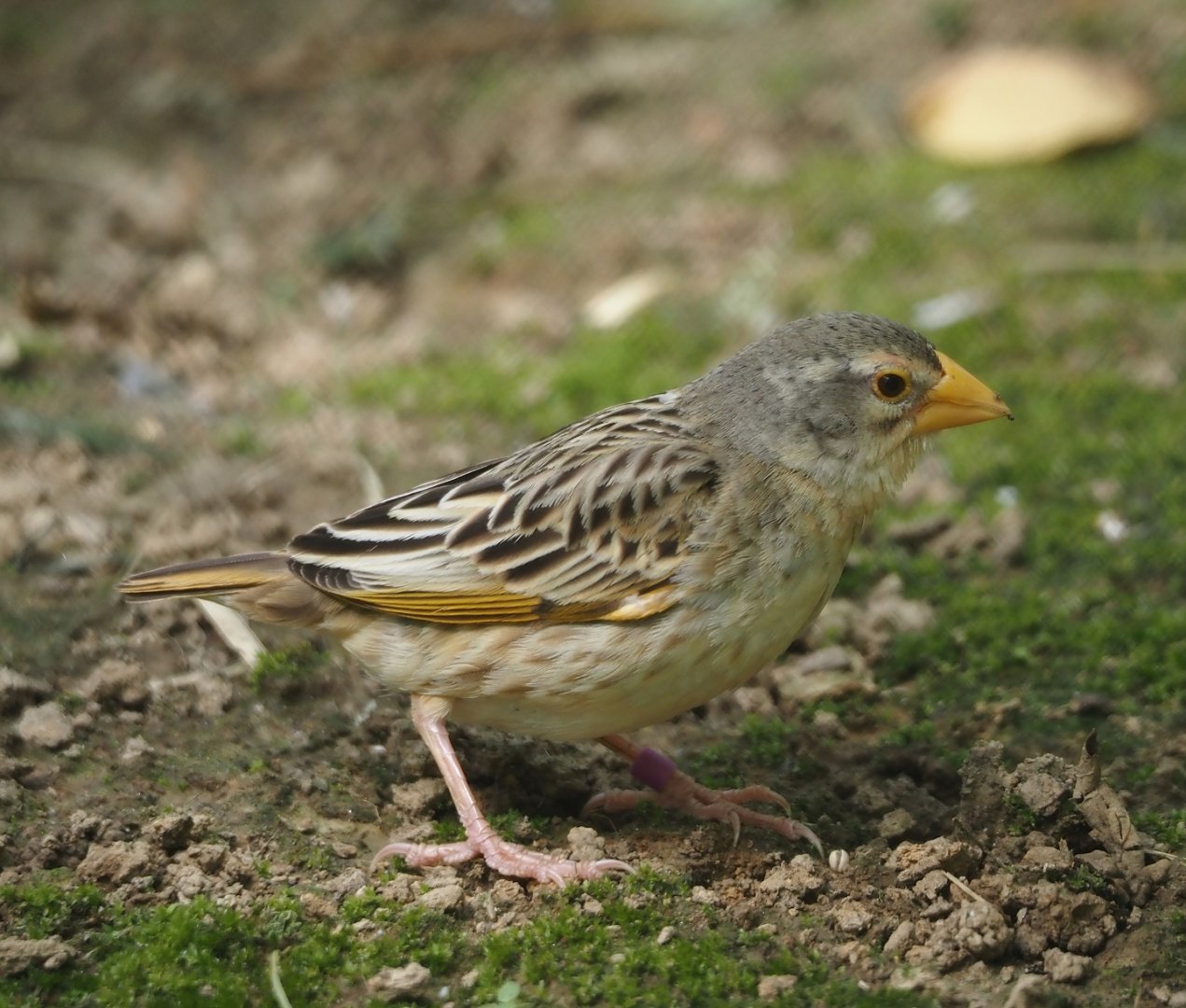 Red-billed quelea (Quelea quelea), 2024-08-21