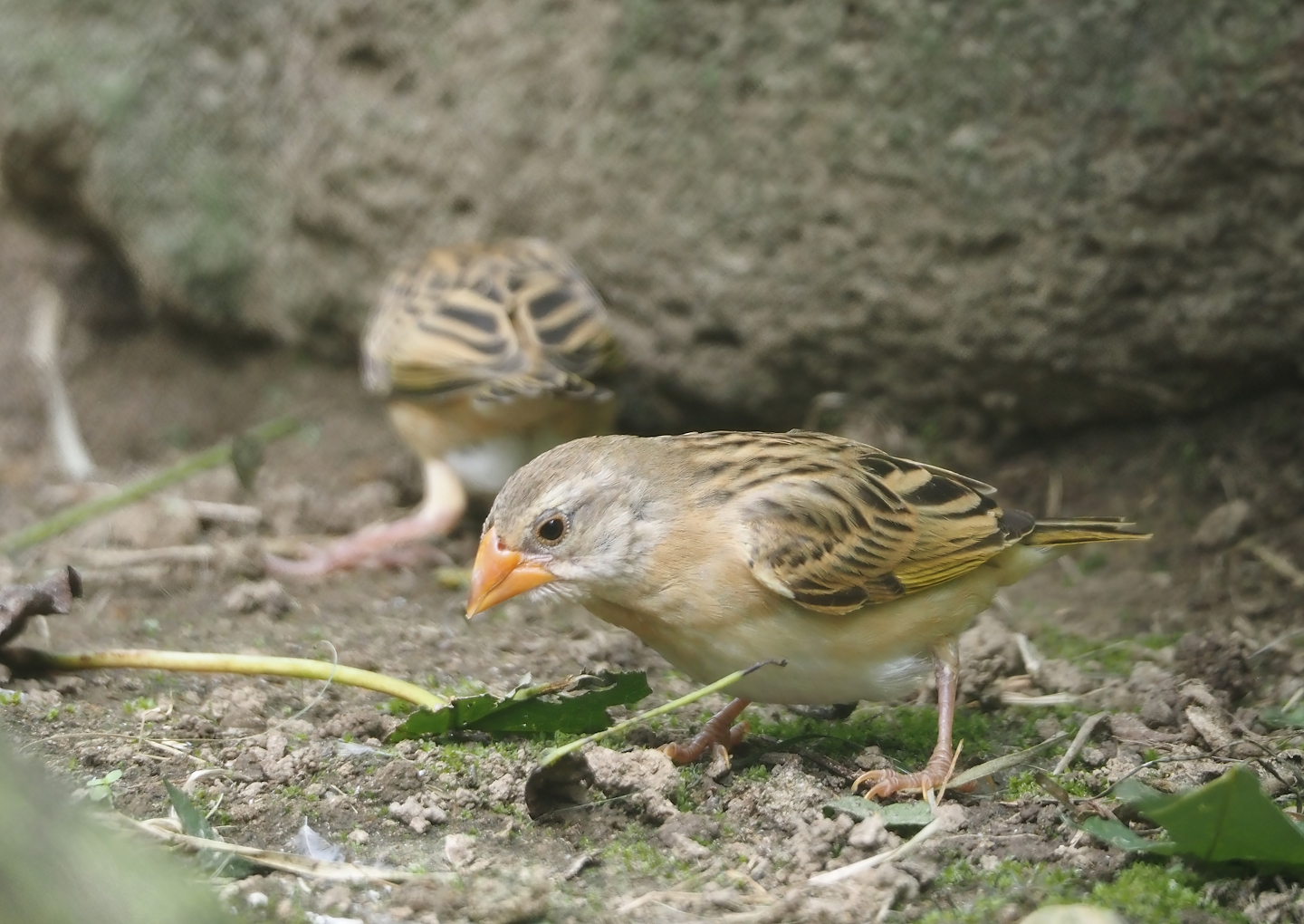Red-billed quelea (Quelea quelea), 2024-08-21