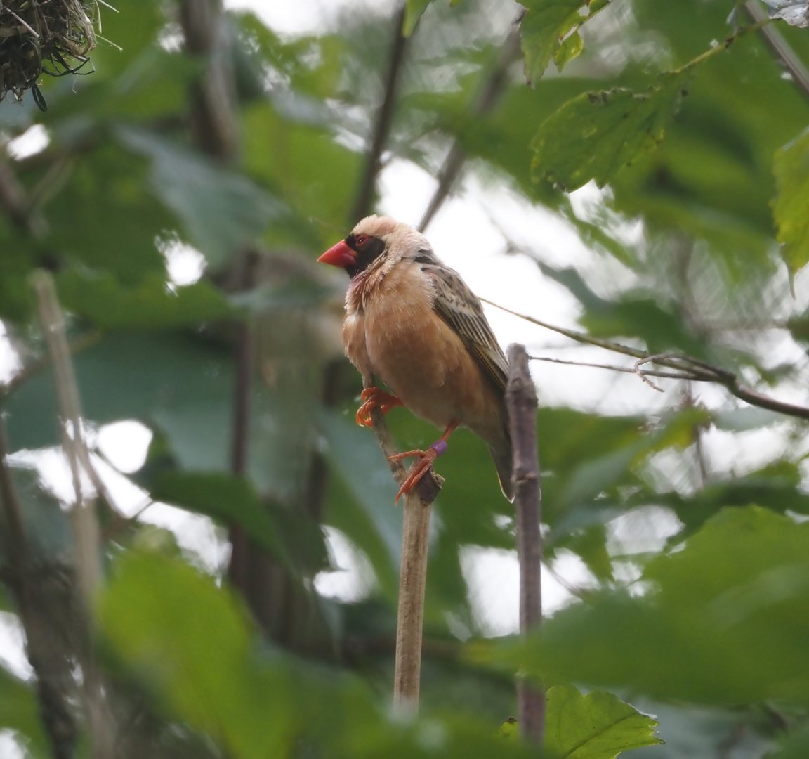 Red-billed quelea (Quelea quelea), 2024-08-21