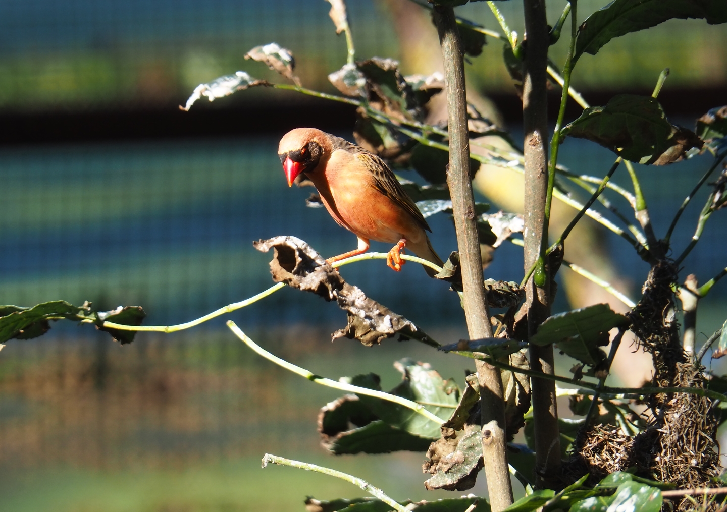 Red-billed quelea (Quelea quelea), Oct 13th, 2018
