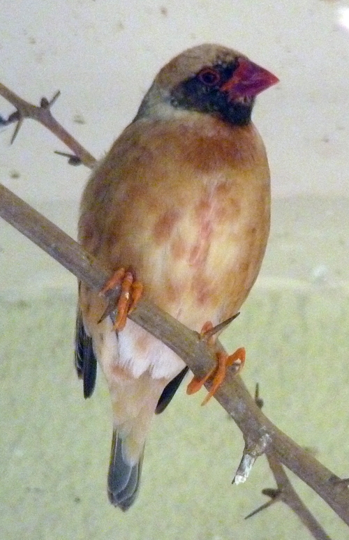Red-billed quelea (Quelea quelea)
