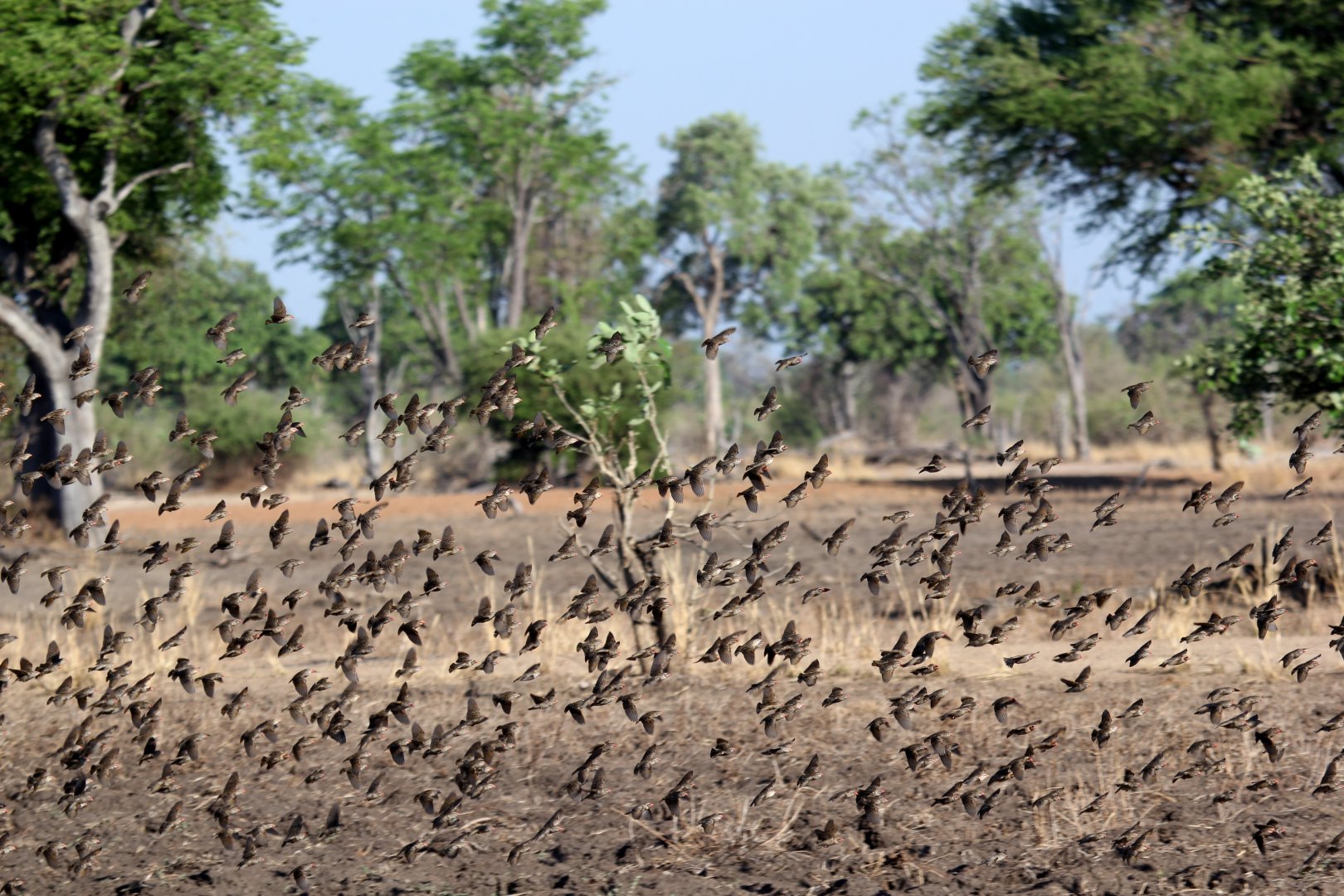 Red-billed Quelea (Quelea quelea)