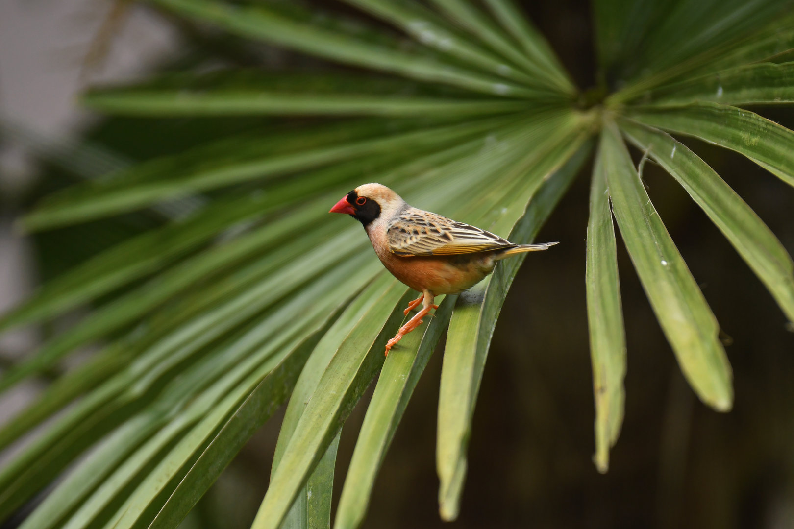 Red-billed Quelea Quelea quelea