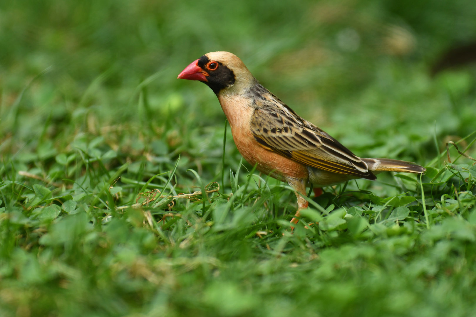 Red-billed Quelea Quelea quelea