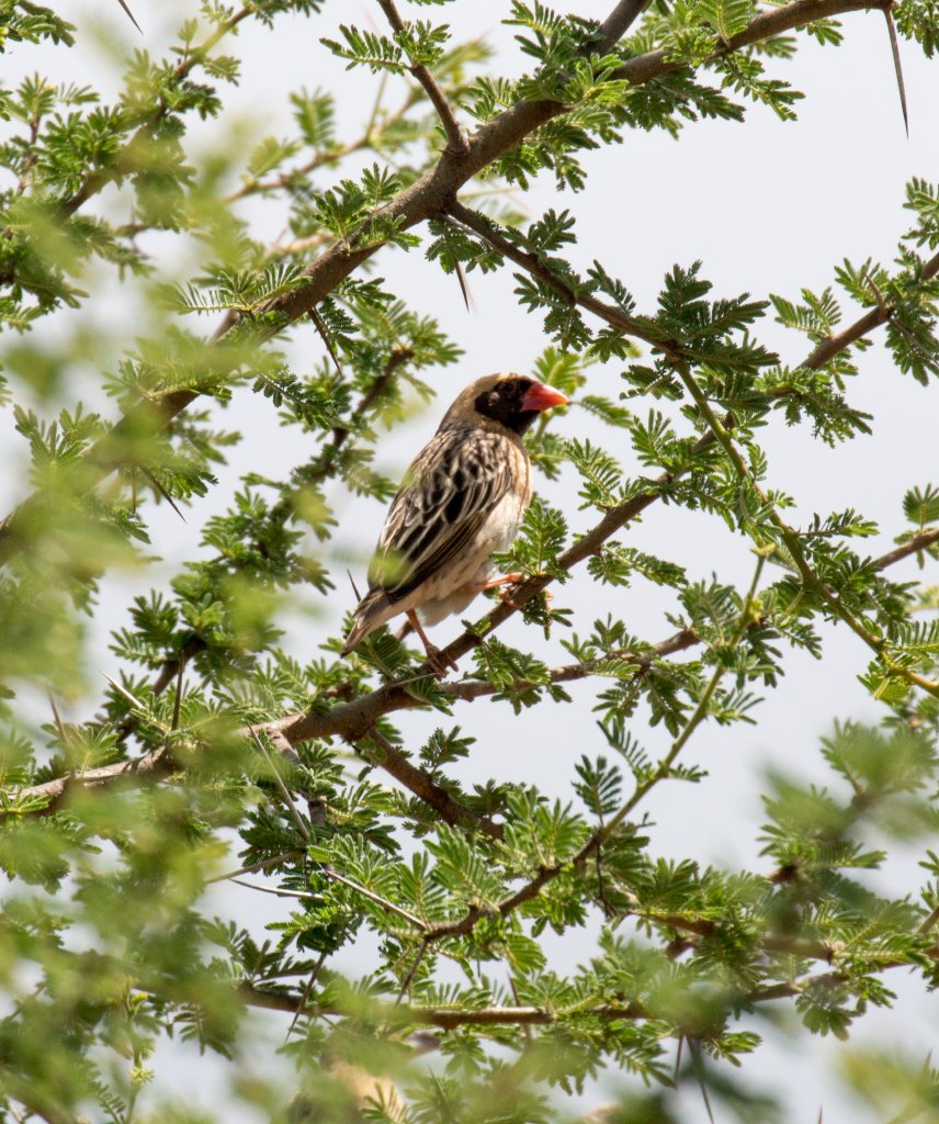 Red-billed Quelea