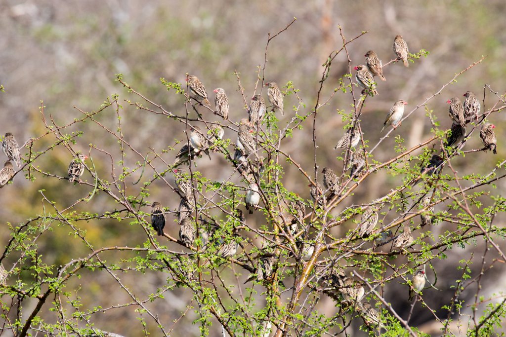 Red-billed Quelea