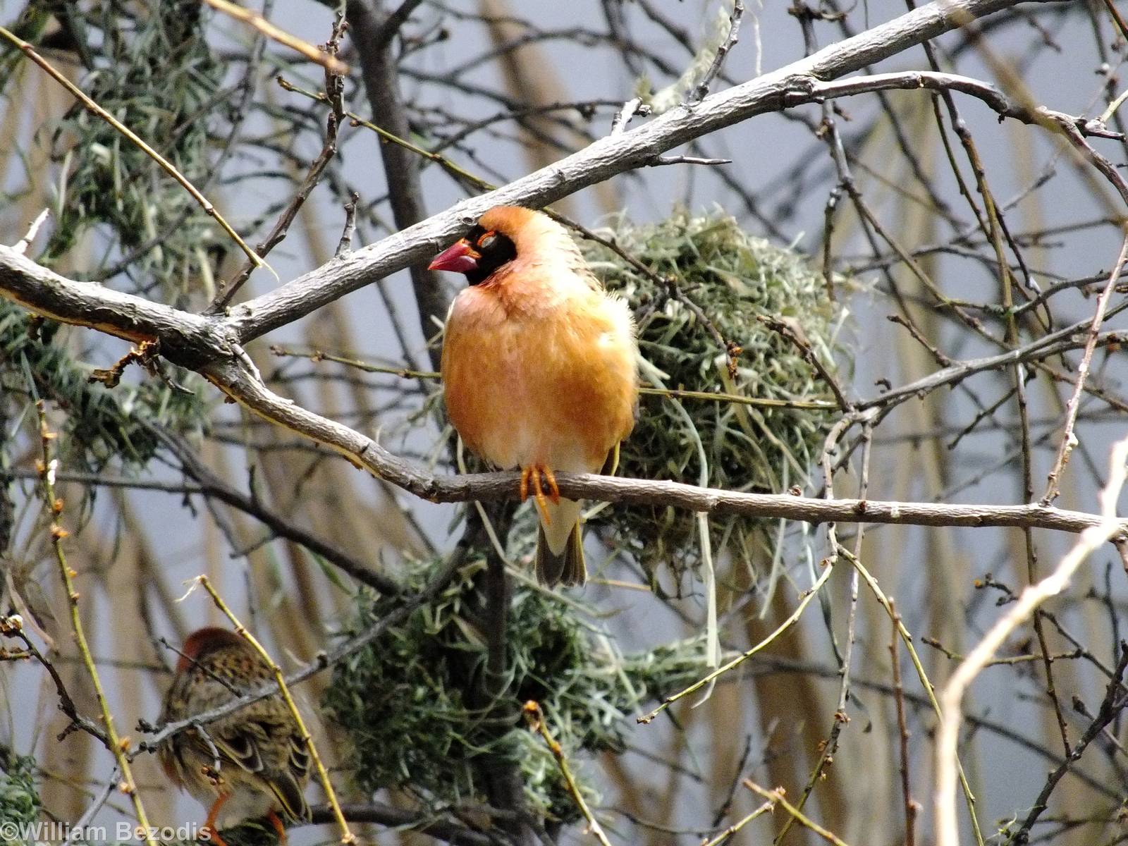 Red-billed Quelea