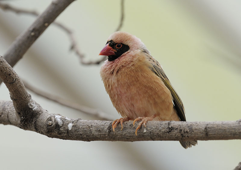 Red-billed quelea