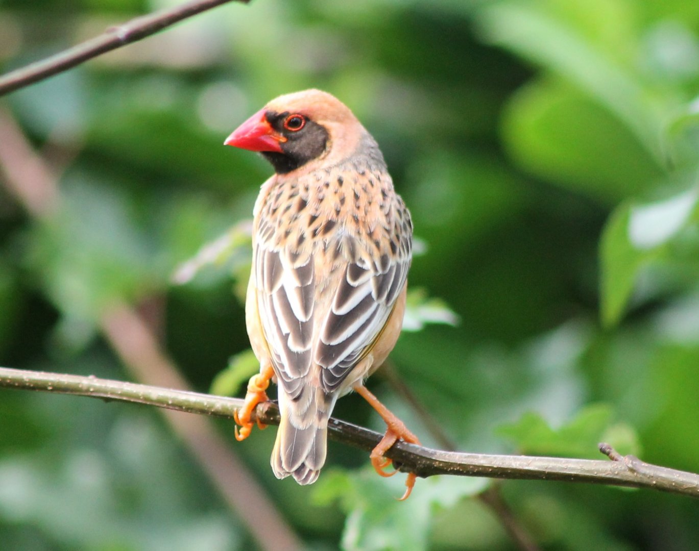 Red-billed quelea