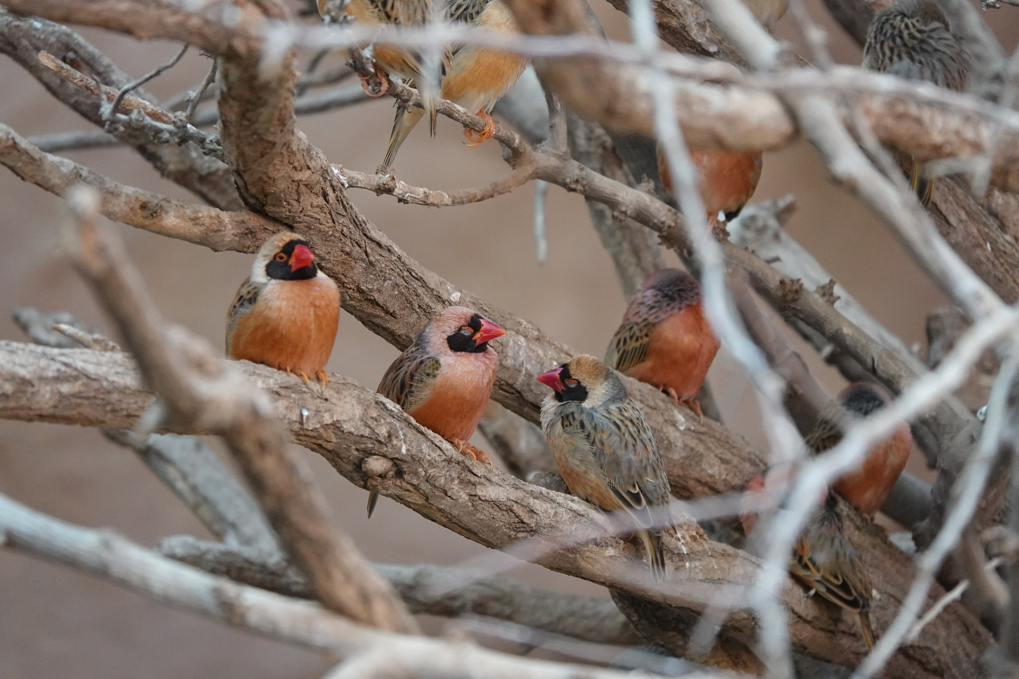 Red-billed quelea