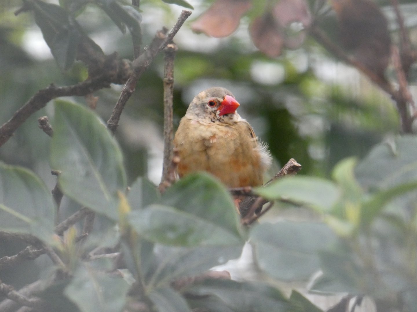 Red-billed quelea