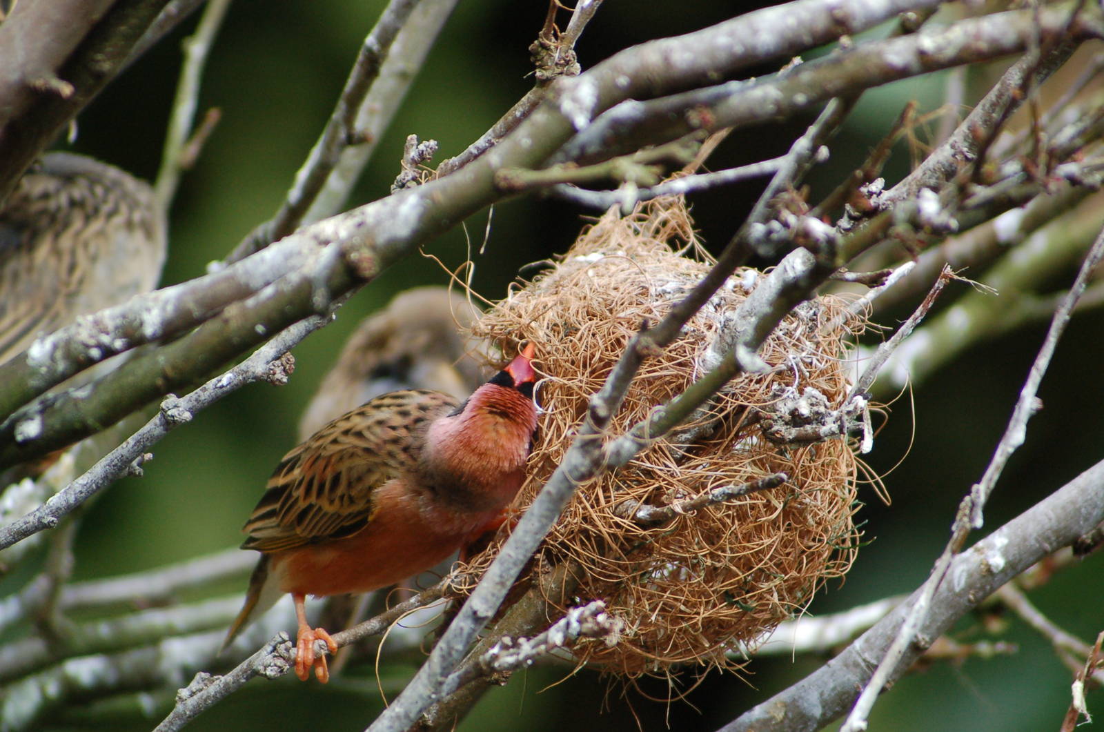 Red-billed Quelea