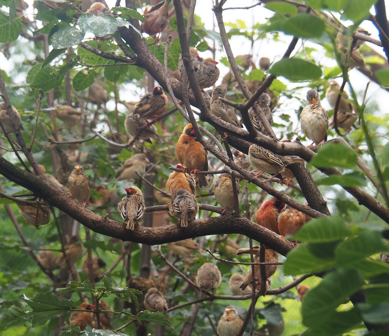 Red-billed queleas (Quelea quelea), 2022-08-20