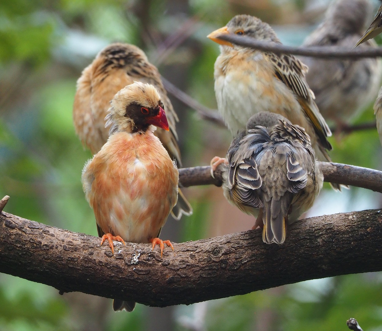 Red-billed queleas (Quelea quelea), 2022-08-20