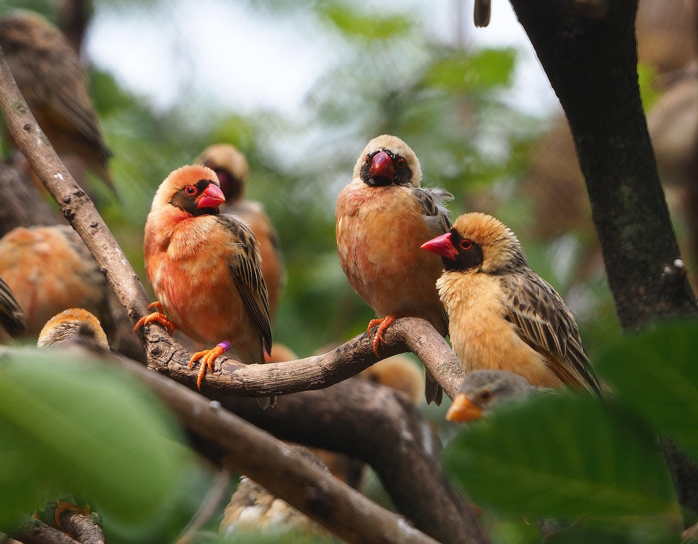Red-billed queleas (Quelea quelea), 2022-08-20