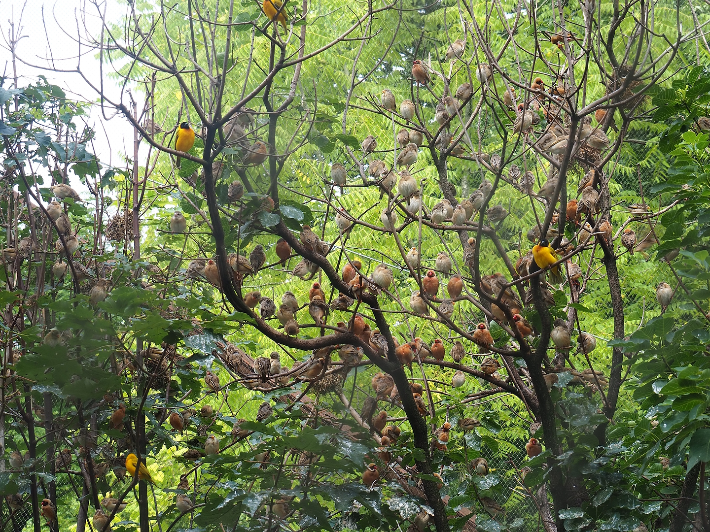 Red-billed queleas (Quelea quelea) and Black-headed weavers (Ploceus melanocephalus), 2022-08-20