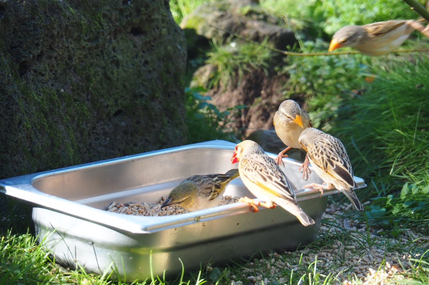 Red-billed queleas (Quelea quelea) and Black-headed weavers (Ploceus melanocephalus) feeding (Oct 13th, 2018)