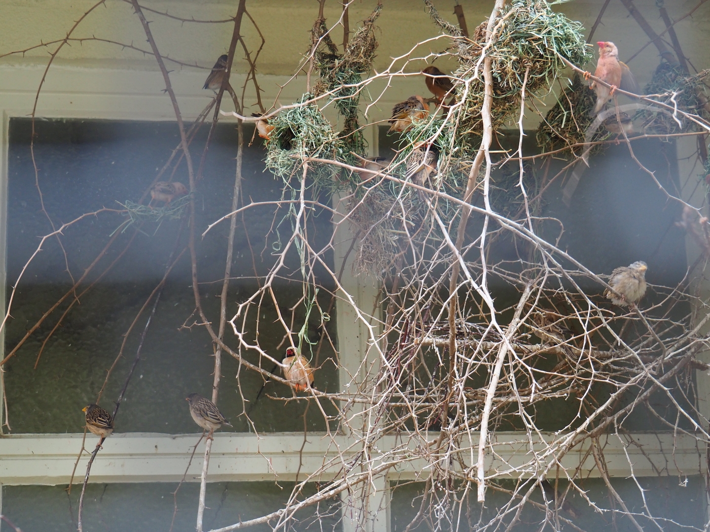 Red-billed queleas (Quelea quelea) nesting