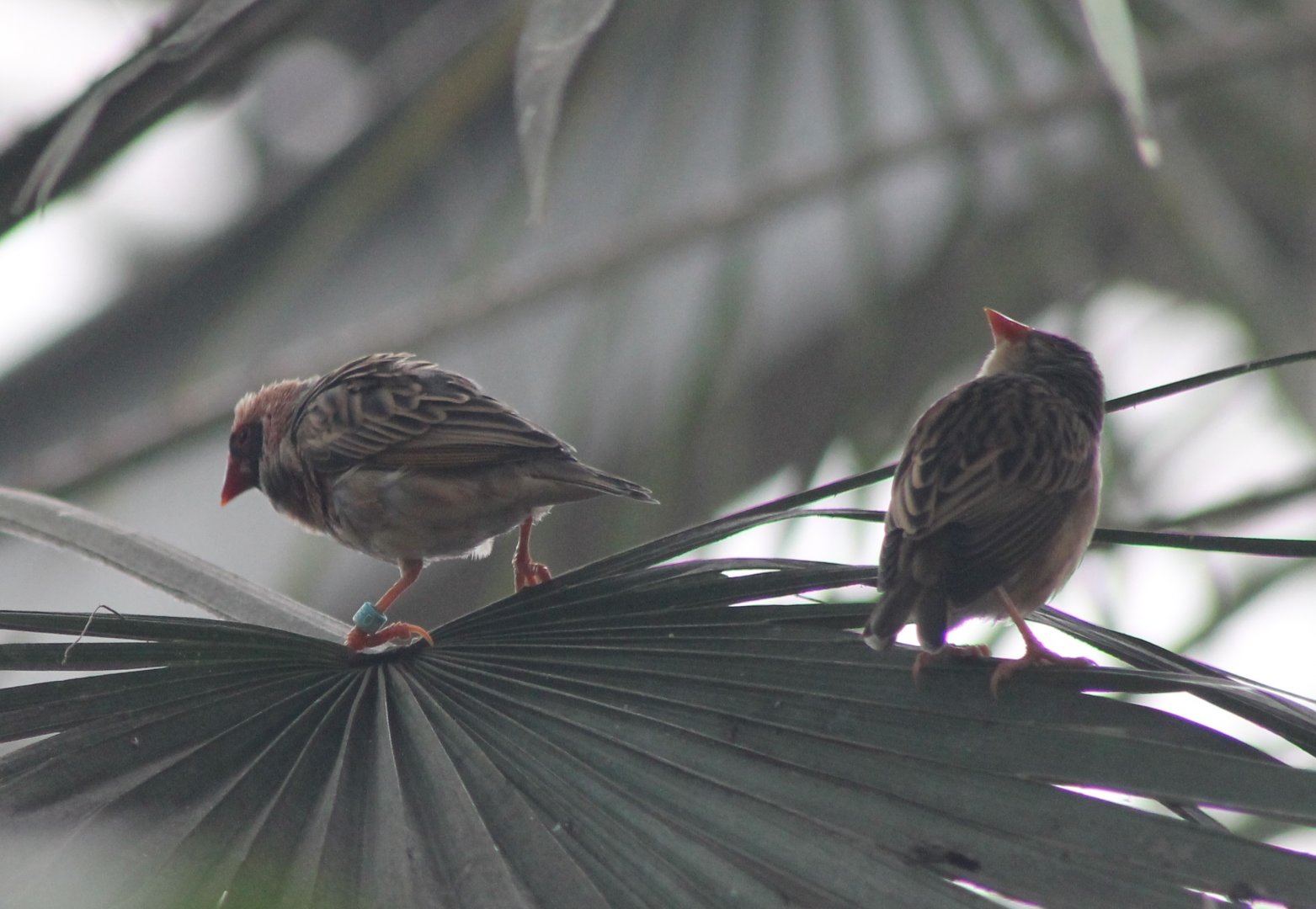 Red-billed quelea's