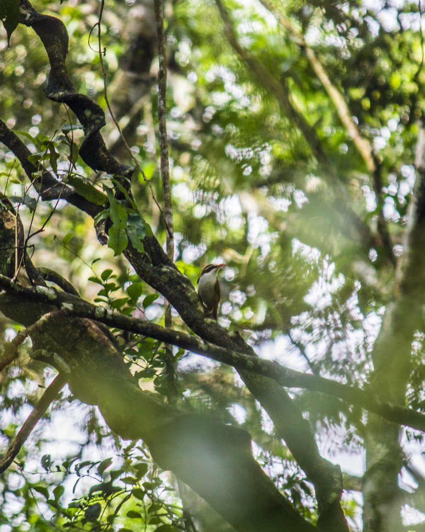 Red-billed scimitar-babbler, Pomatorhinus ochraceiceps