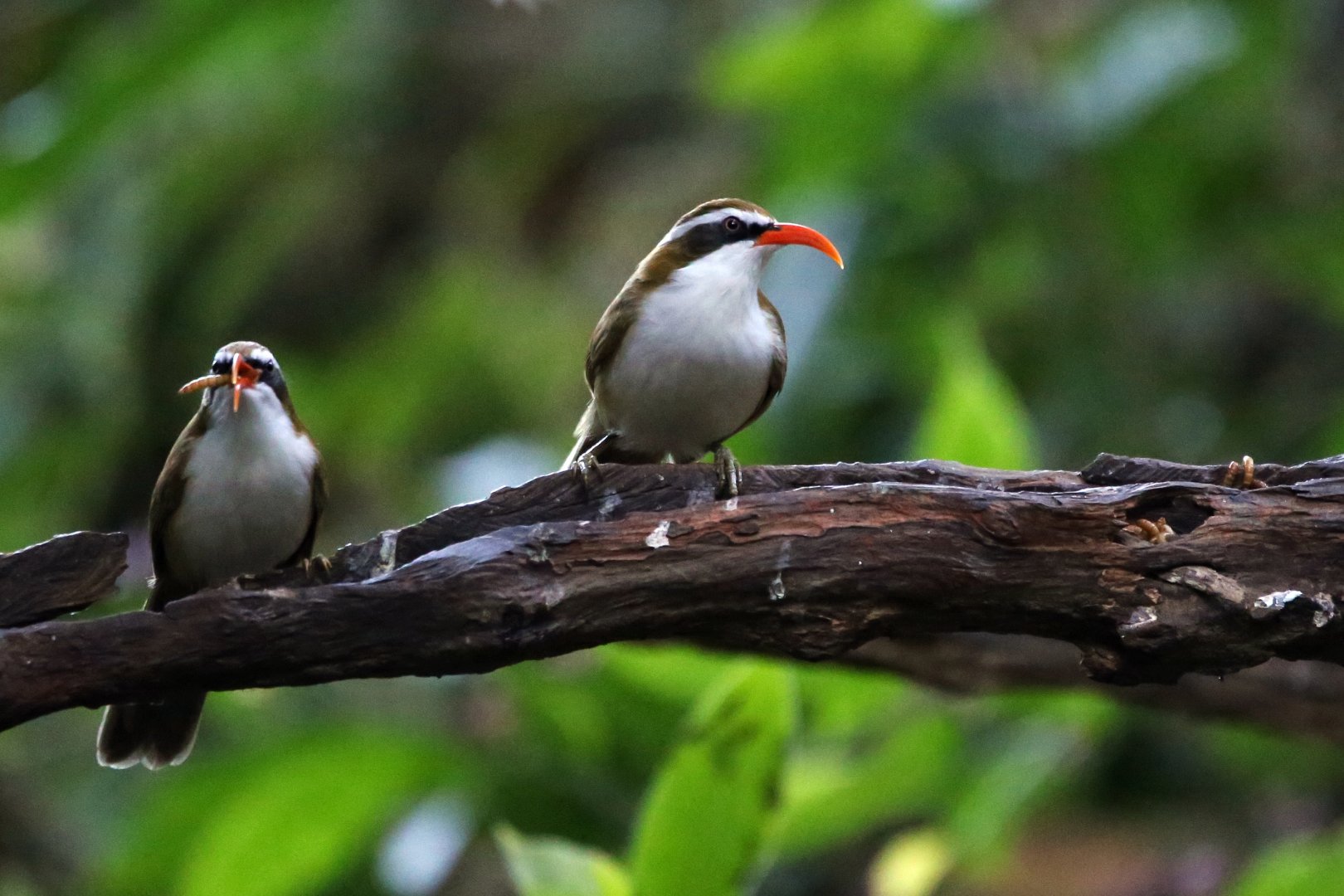 Red-billed Scimitar-babbler (Pomatorhinus ochraceiceps)
