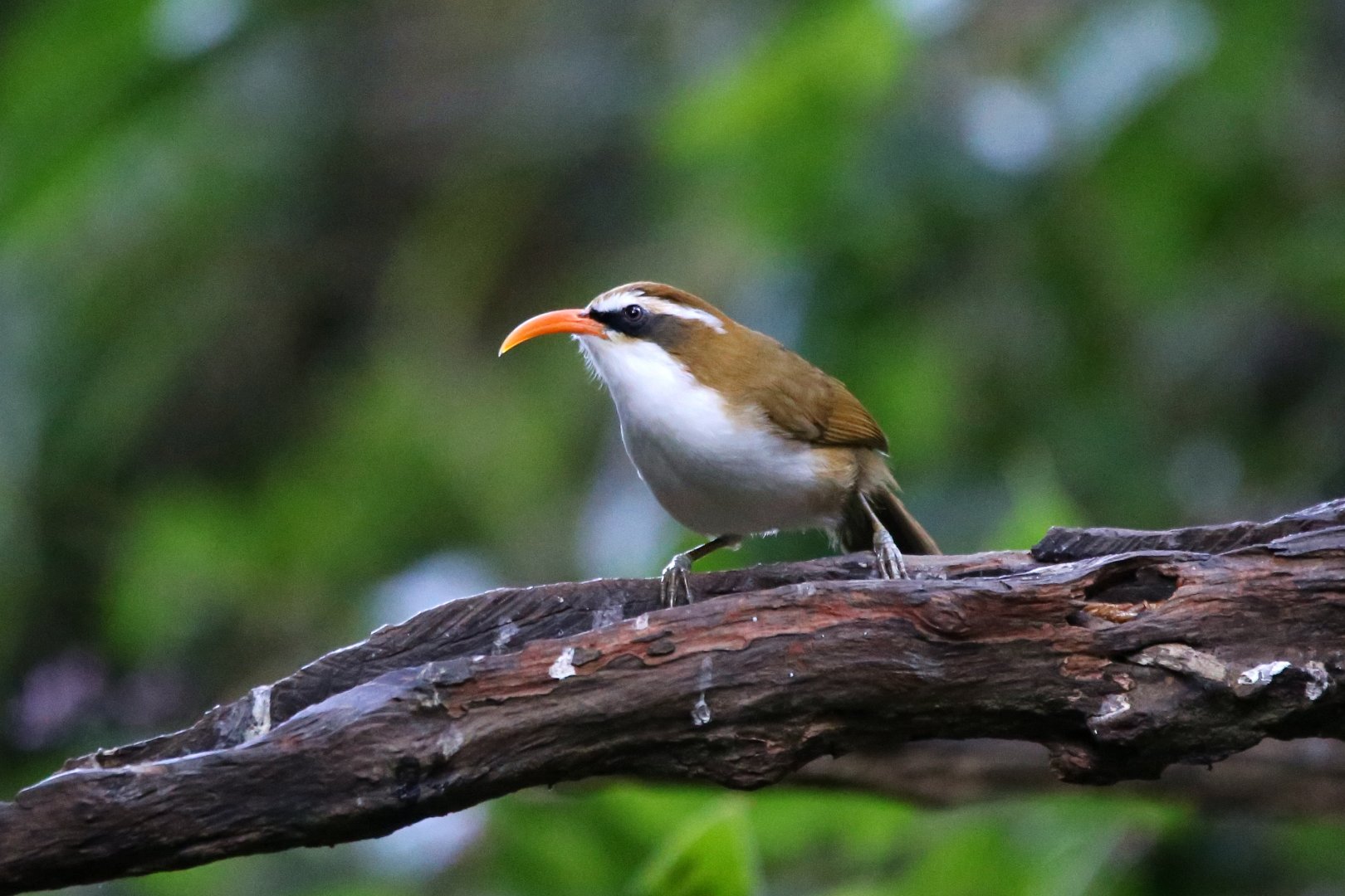 Red-billed Scimitar-babbler (Pomatorhinus ochraceiceps)