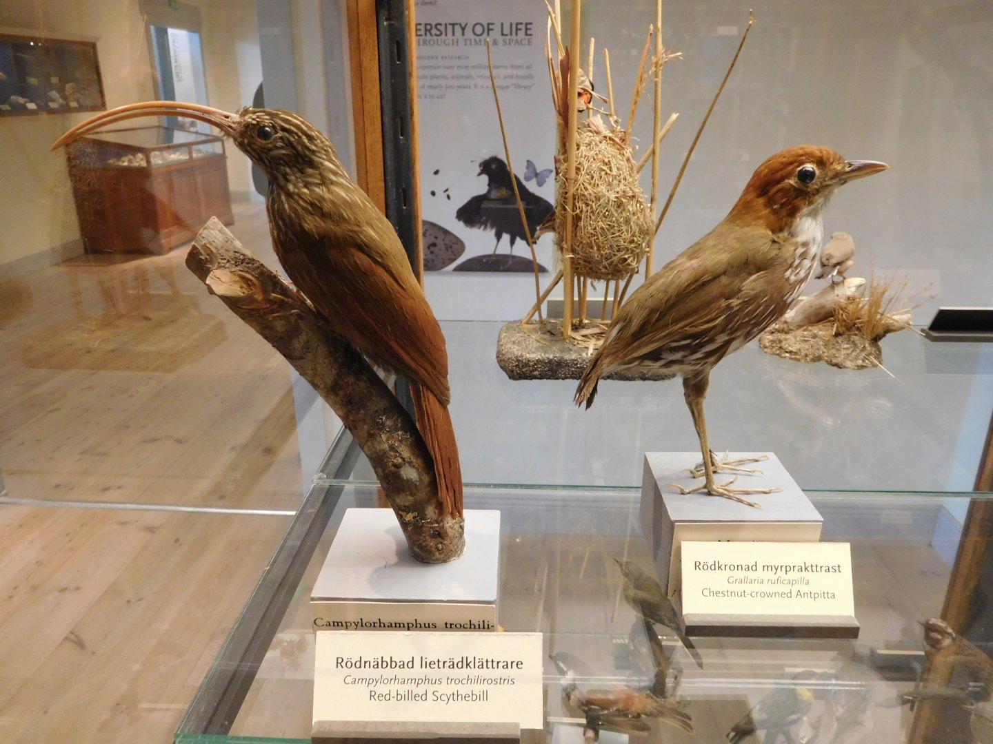 Red-billed Scythebill and Chestnut-crowned Antpitta