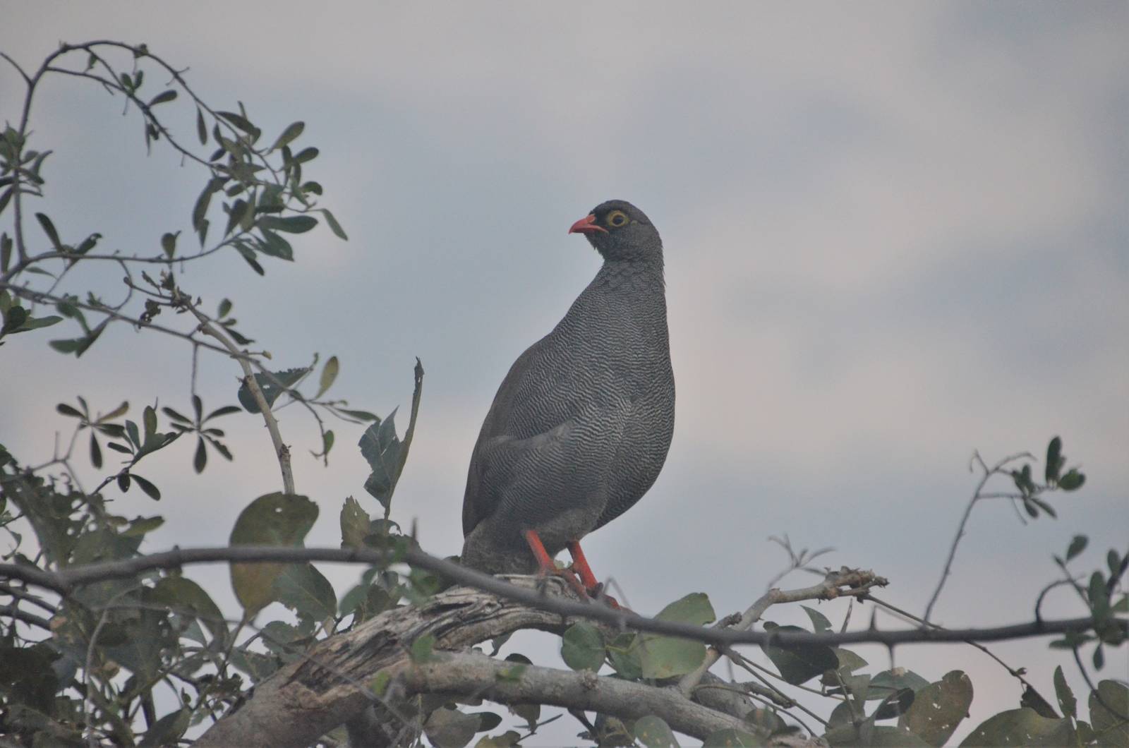 Red-billed Spurfowl, Khwai Community Area, Botswana, 24/04/16