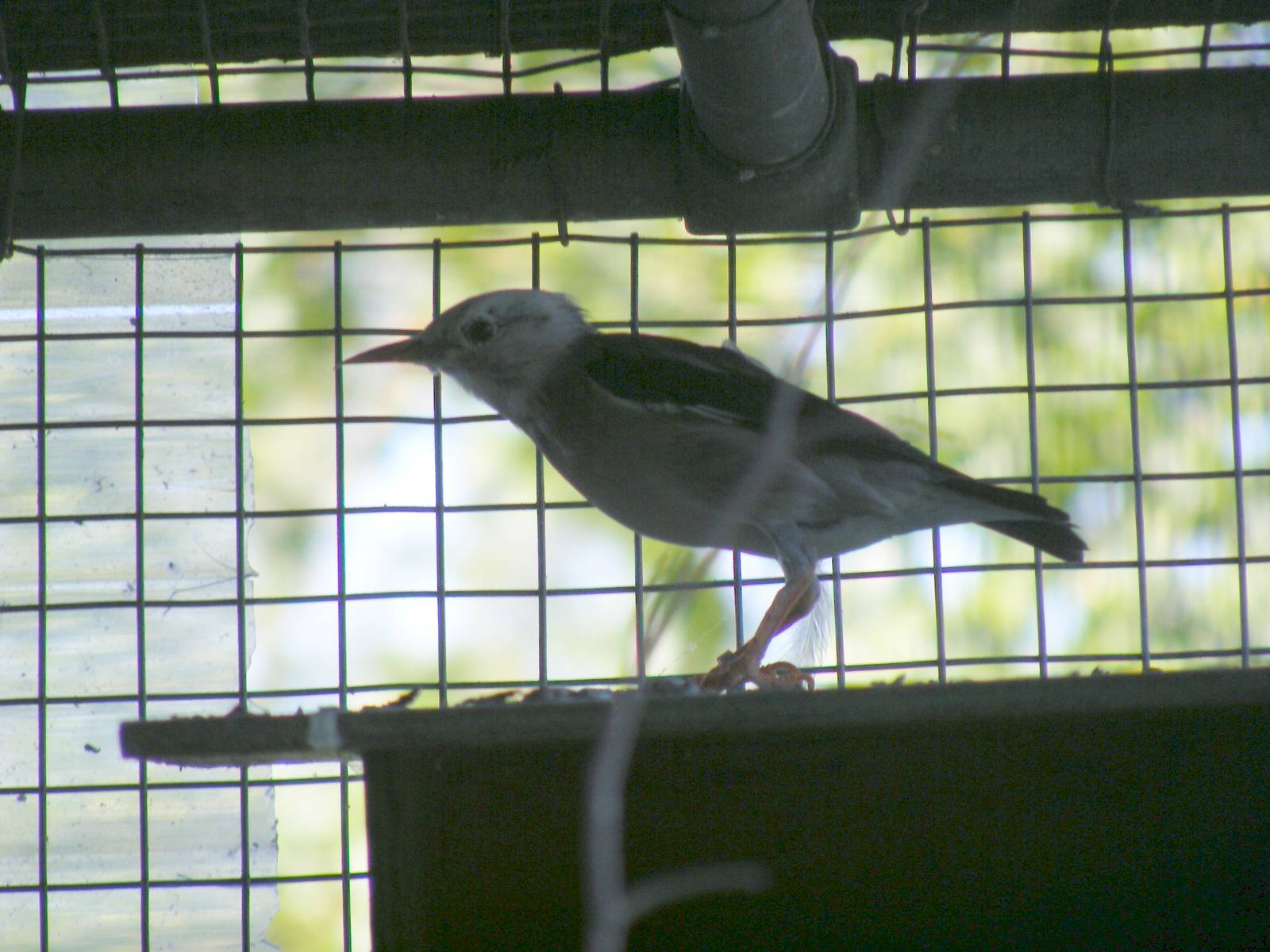 Red-billed starling (silky starling) at Paultons Park, 2 October 2011