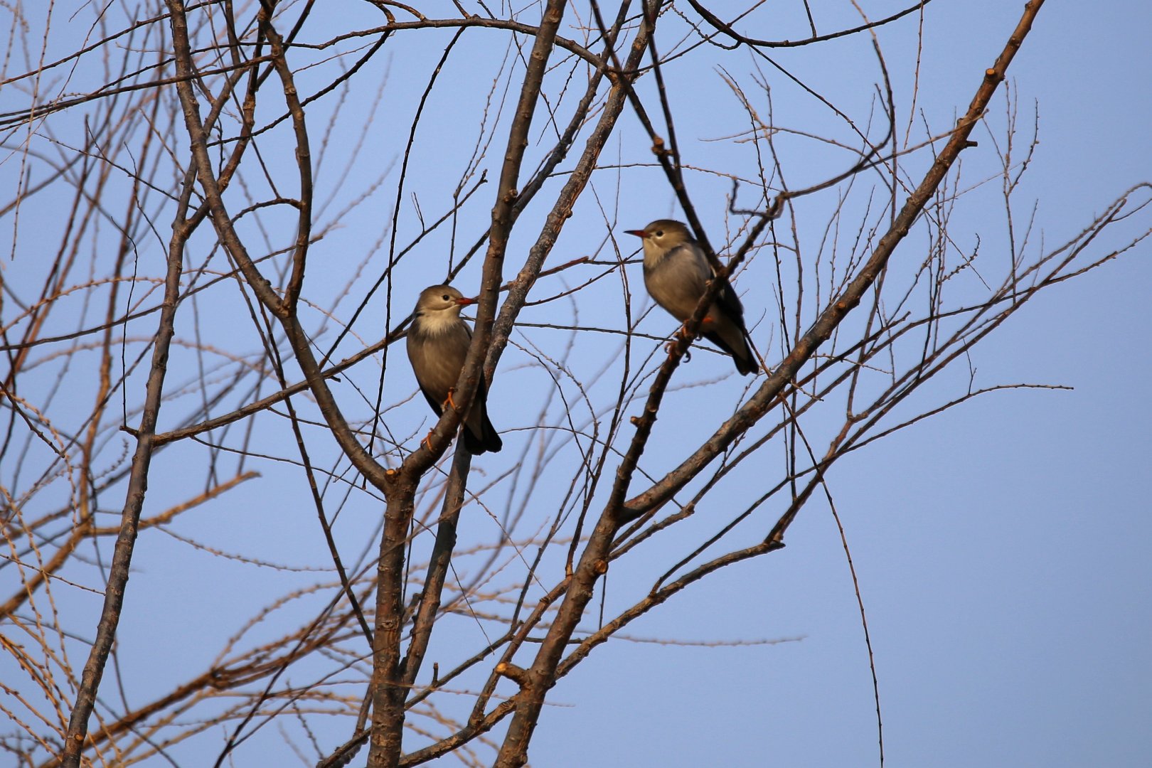 Red-billed Starling (Spodiopsar sericeus)