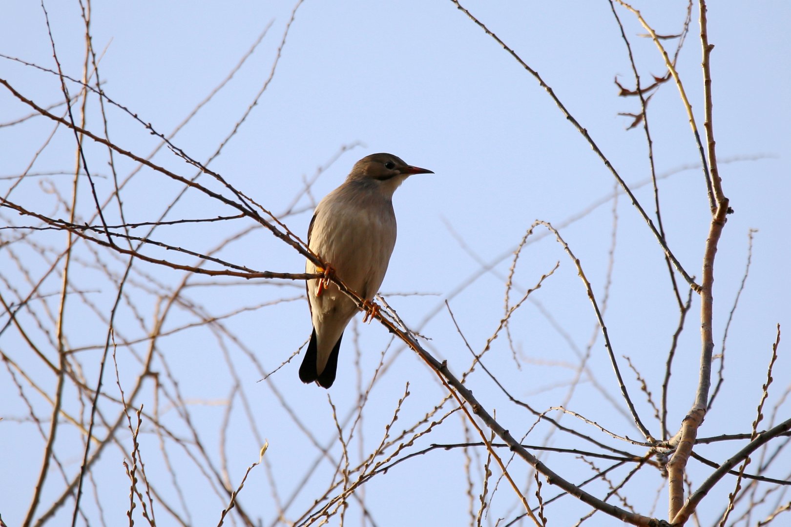 Red-billed Starling (Spodiopsar sericeus)